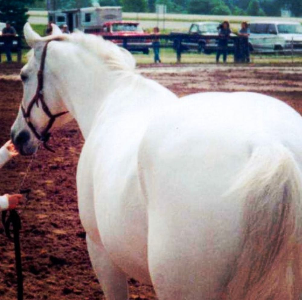 A gray white horse, viewed from behind, in the middle of a dirt arena. His ears are forward and focused. His handler is out of frame to the left, but her hand is patting his nose. A very good horse. 