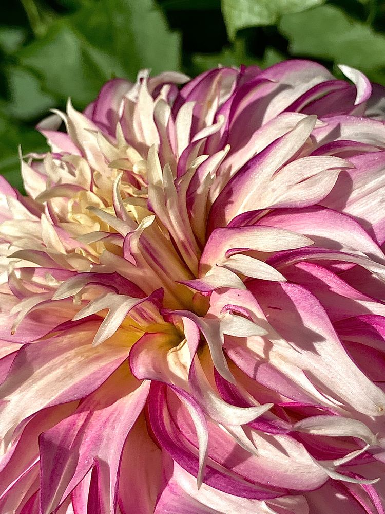 A close up of dahlia that is dark pink on the edges combined with creamy white petals.