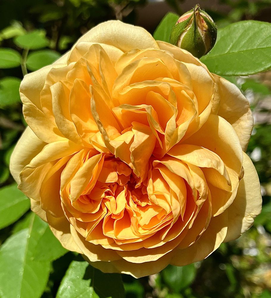 David Austin’s “Golden Celebration” rose is still blooming. The flower goes from deep yellow to pale yellow as days go by. It is a cup form with full petals