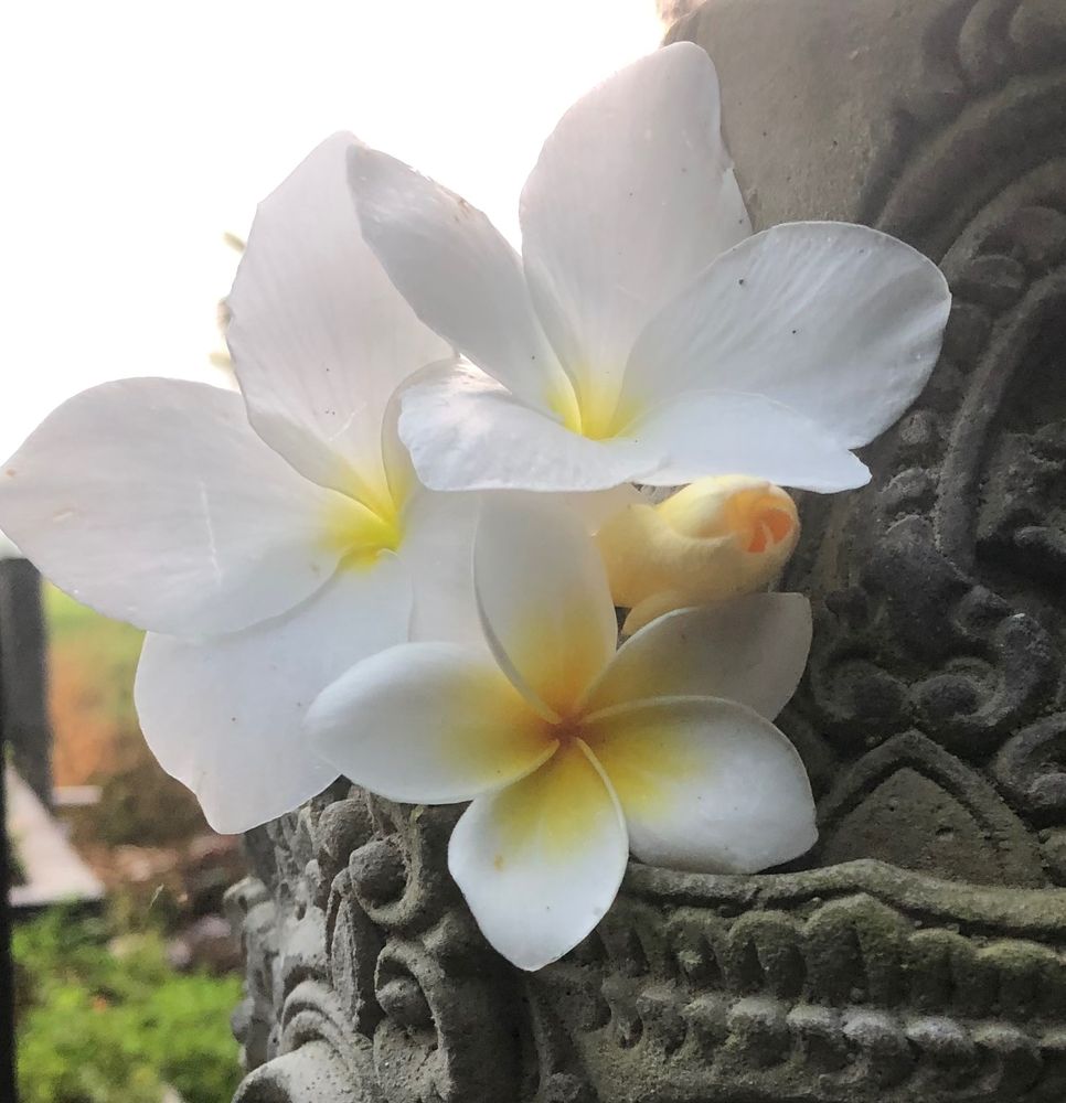 A trip of fully opened and a bud of frangipani flowers. They are resting on the right “ear” of a stone statue. Two are white with slight yellow centers while a smaller one is white with larger yellow center coloring. They have a slight fragrance to them. 