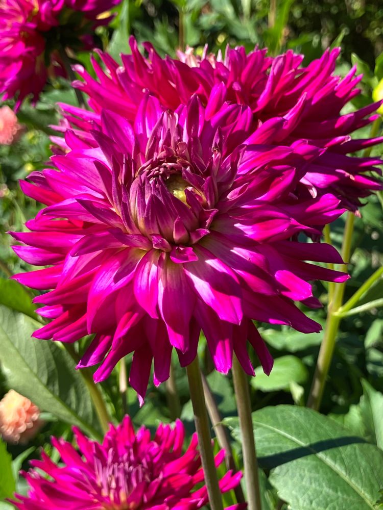 A dahlia that is deep pink/magenta and almost purple in color. Near center with white edges. There are several dahlias in the background of same flower.