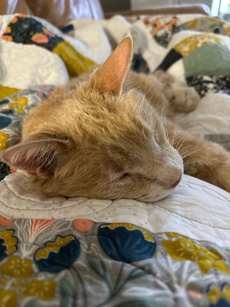 The face of a tannish orange tabby cat sleeping.