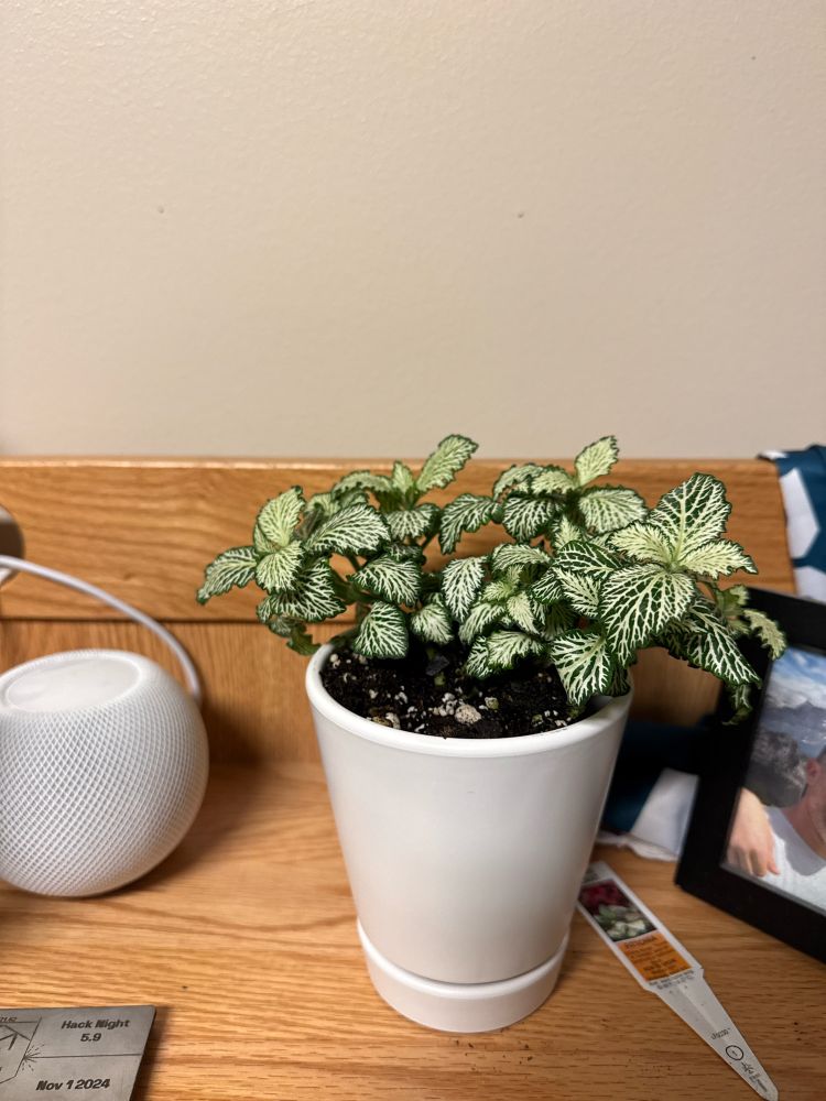 My nerve plant Ashley in a fancy white pot