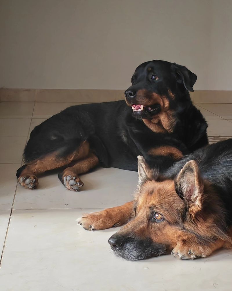 Senior Rottweiler and senior German Shepherd relaxing at home.