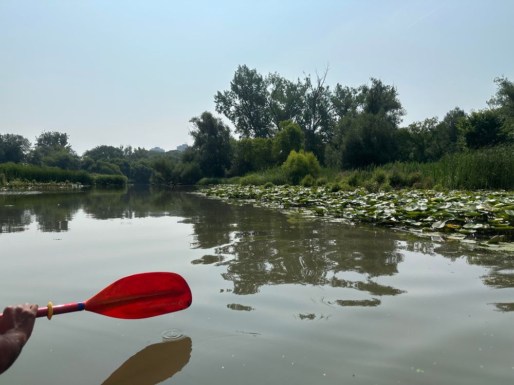 A shallow, small lake-like body of water along the Humber river. Part of the water is covered in water lilies, and we see multiple trees and bushes with purple flowers in the background. In the foreground is a hand holding a red kayaking paddle.