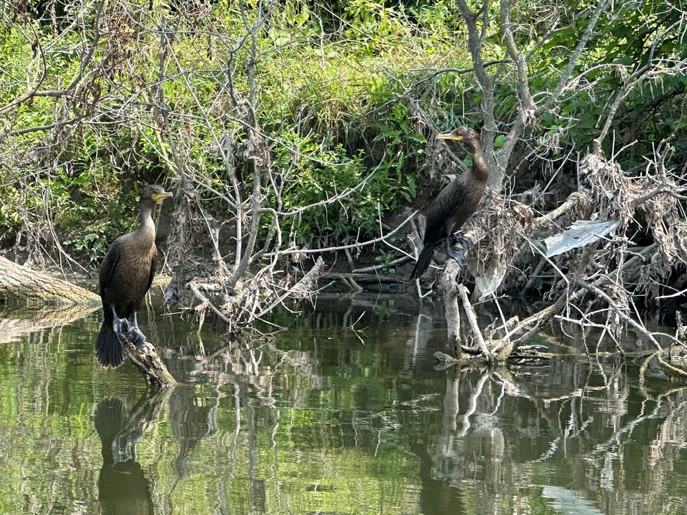 Two double-crested cormorants perched on the branches of a dead tree that has fallen over into the water. The shore with grassy meadow and some low bushes is in the background.