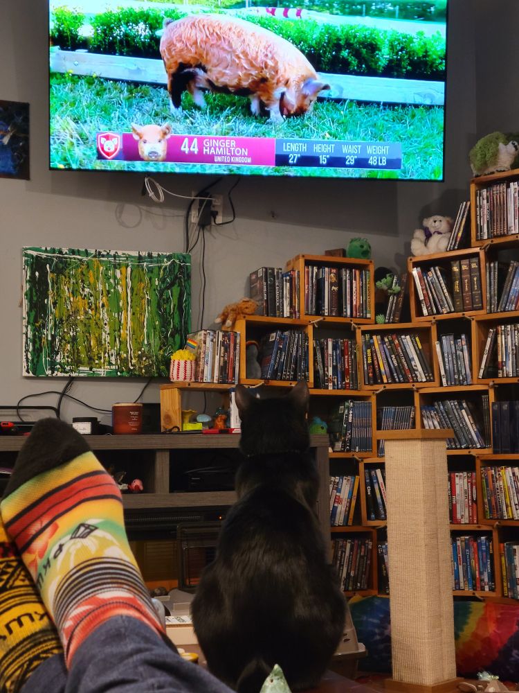 A black cat sitting on a coffee table. His back is to the camera and he is looking up at a television playing a video about pig racing.