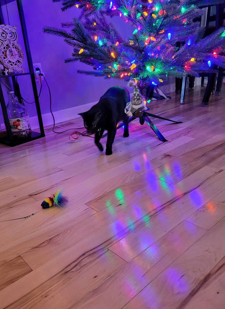 The cat starts to run.