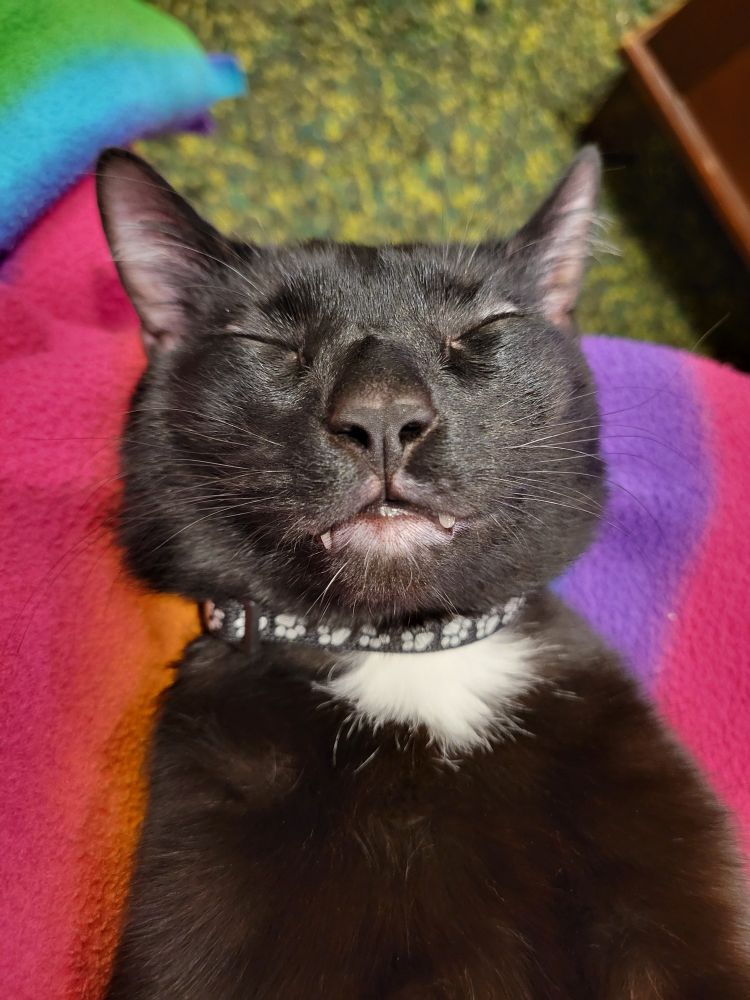 A close up of a sleeping black cat's face while he likes on his back against a rainbow blanket. You can see one sharp fang and one shorter blunter fang. He has a large white splotch on his chest.