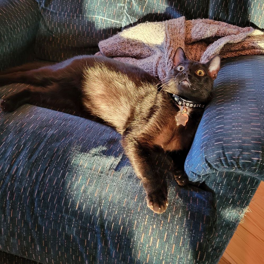 Black cat laying across a blue recliner looking up at something off camera.  A large bright sunbeam cuts across him leaving his back legs and head under less light. His face has mischievous look.