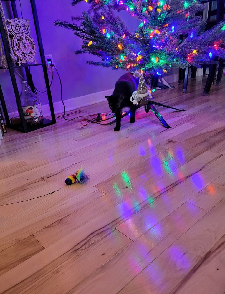 A black cat intensely focused on and stalking a rainbow mouse toy under a Christmas tree with multicolored lights.