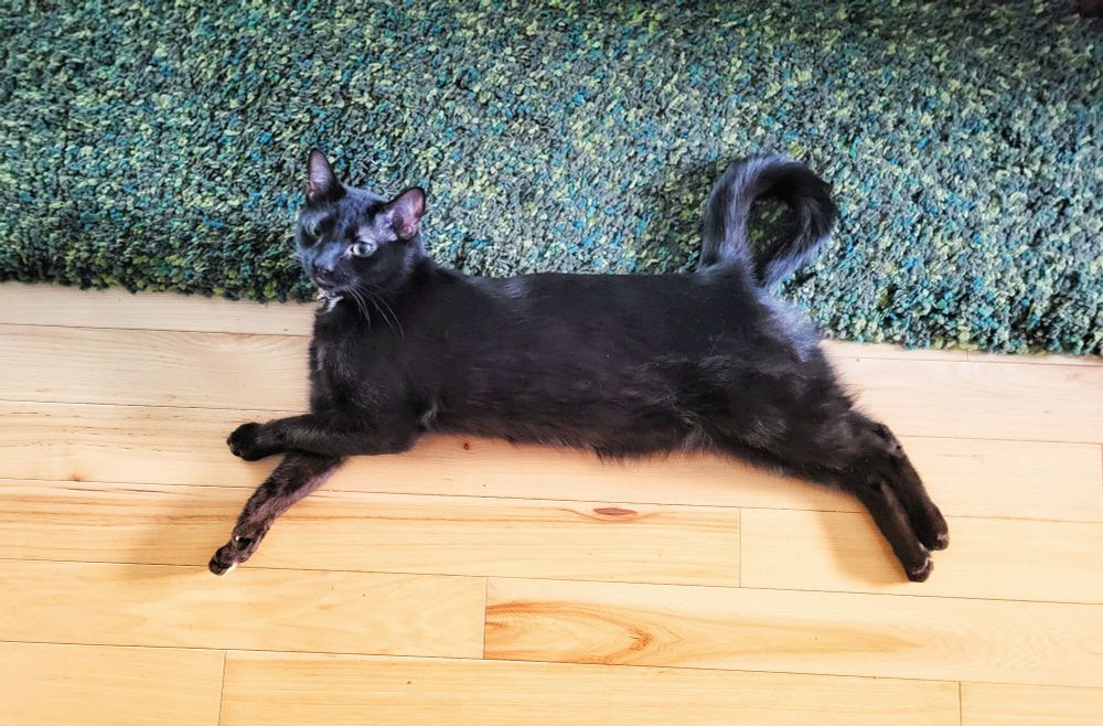 Black cat laying on the floor with his tail  folded back to form a loop