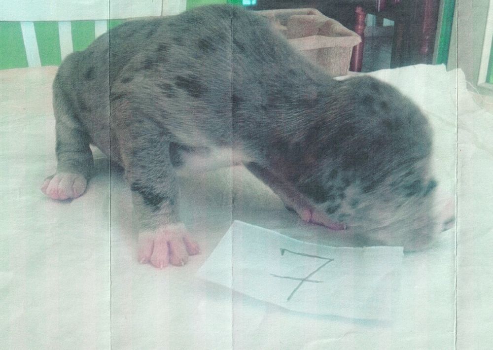 Massaye, 15 jours peut-être ? Dogue allemand qu'une personne en appartement n'a pas compris qu'il allait faire 1m au garrot et 80 Kg, avant que je le recueille.