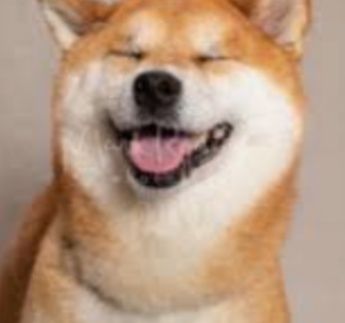 Laughing Shiba dog
