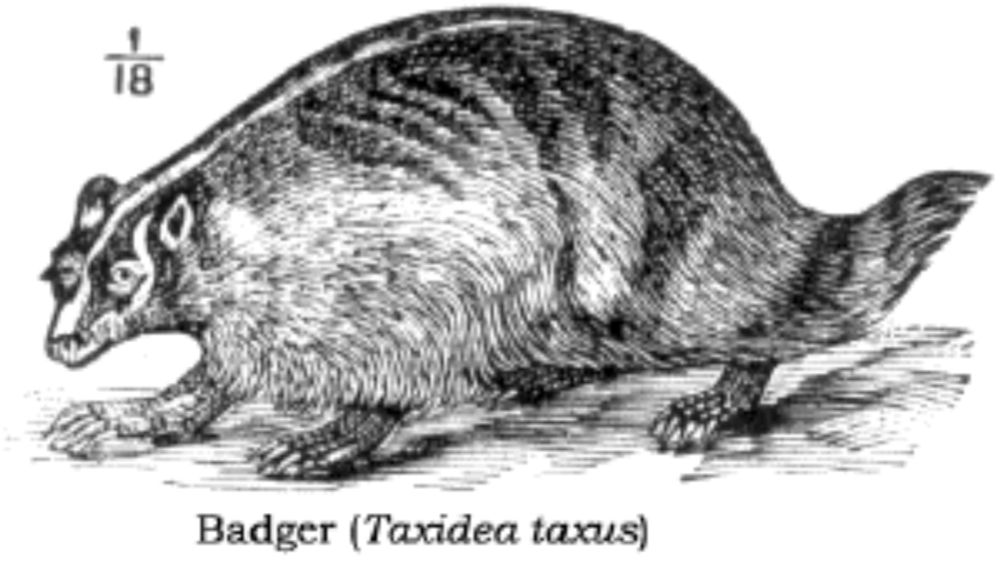 Installing Linux on a Dead Badger: User's Notes