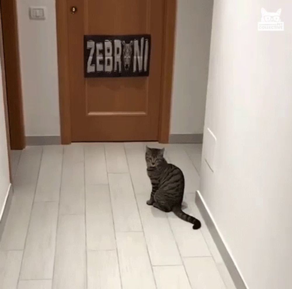 a cat is sitting in front of a door with a sign that says zebrani