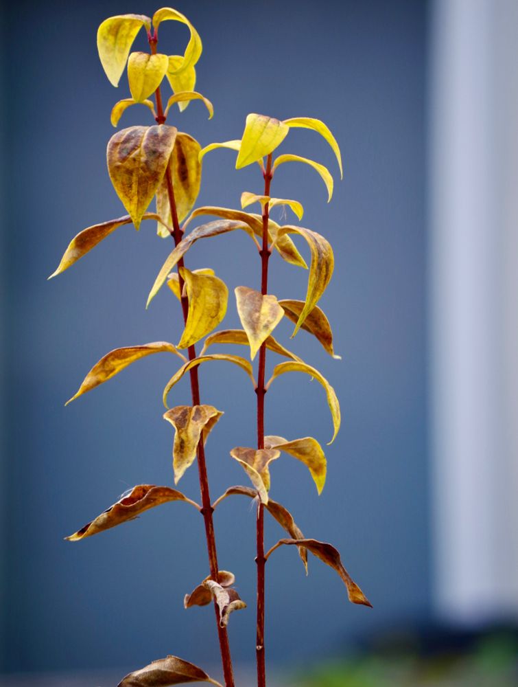 Some yellow-brown drying leaves of a plant hanging on against a blurry blue pane in a side of a white frame, and some green cornered foliage.