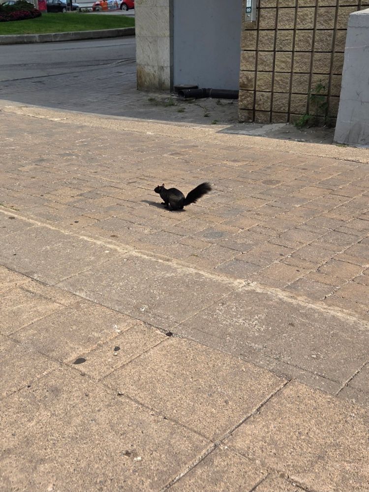 A squirrel!