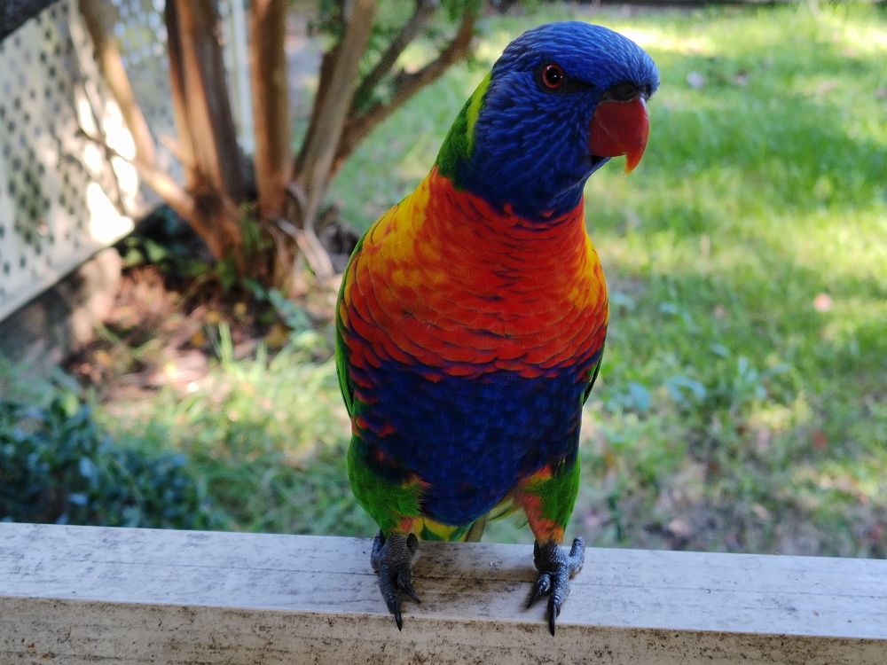 Close up photo of an Australian Rainbow Parakeet