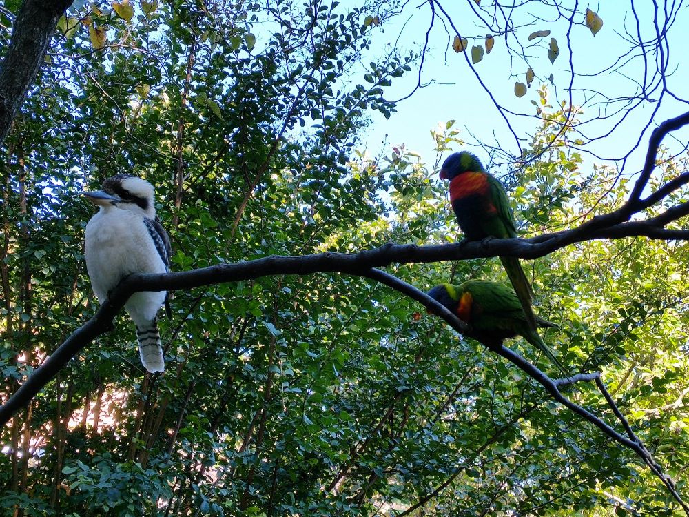 Two Australian Rainbow Lorikeets unsuccessfully trying to scare a kookaburra off a perch