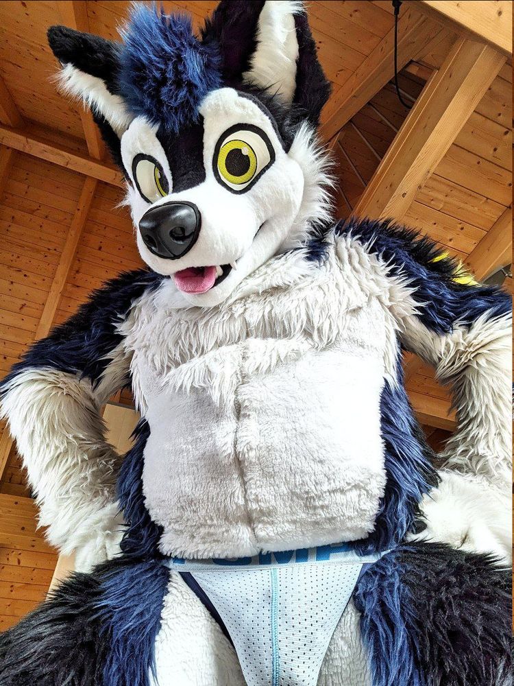 Chubby husky fursuiter with paws on hips looking down at the viewer wearing a jockstrap