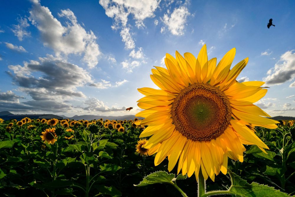 Sunflower field backlit by a setting sun. 
One dominant large flower with a bee approaching to land. 
Top-right corner a silhouette of a raptor circles overhead.