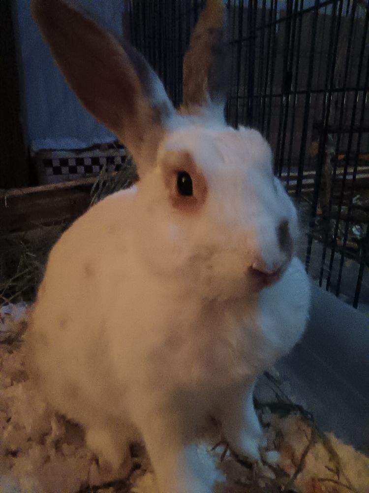 A white spotted rabbit