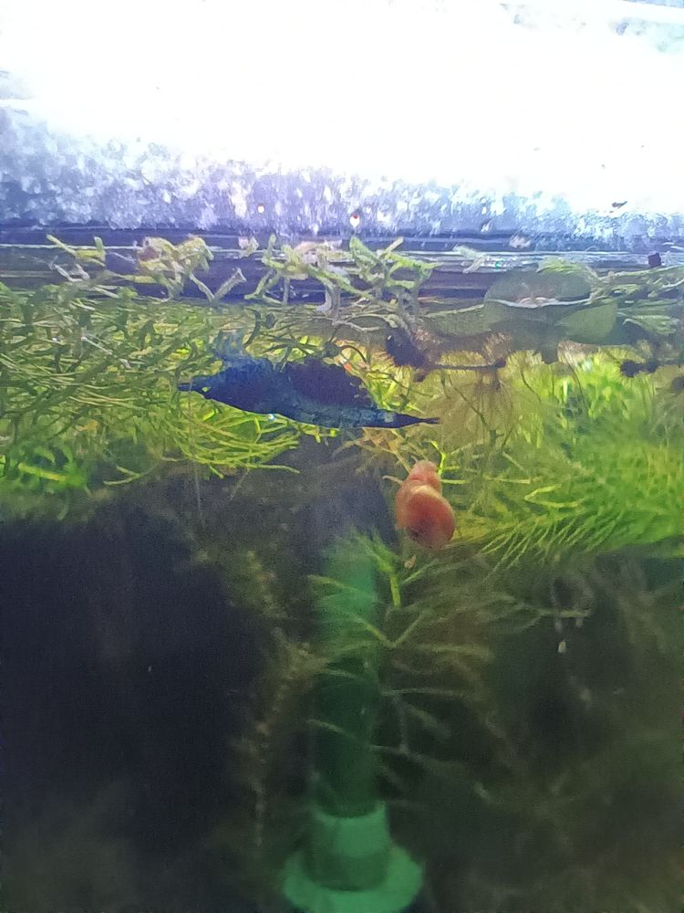 A blue shrimp hanging upside down