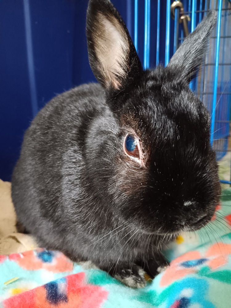 A black rabbit bunbun🐇🐇