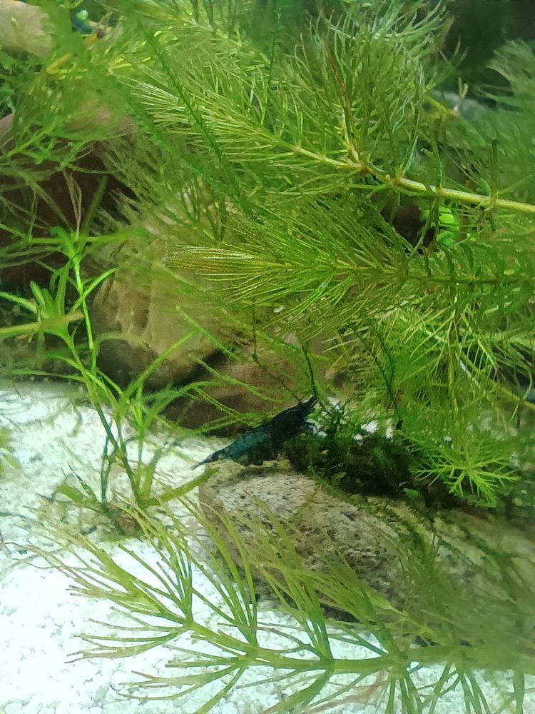 A blue shrimp 