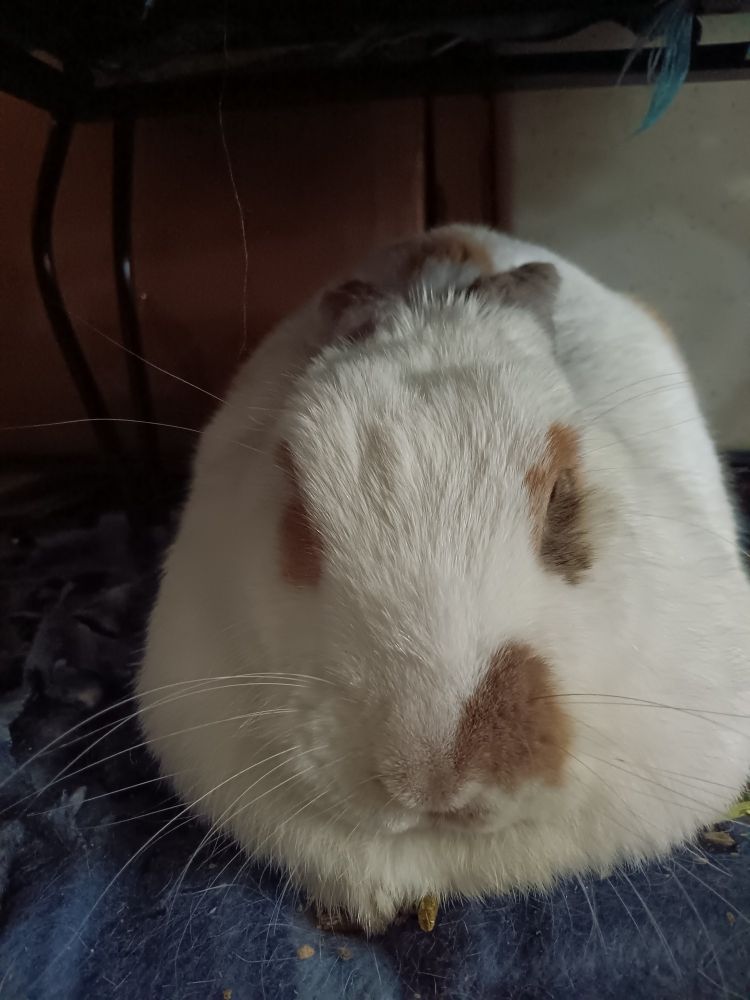 A white and spotted rabbit