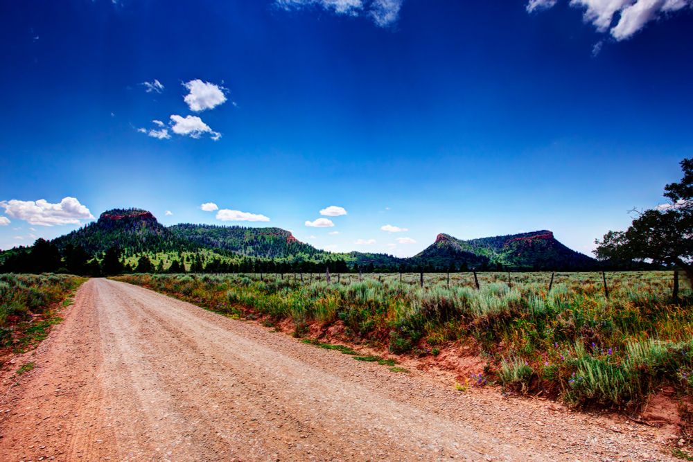 A dirt road runs the length of camera left, high country flora foreground followed by two redrock buttes covered in trees, under a mostly clear sky
