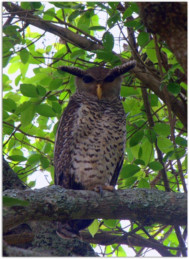 The Spot-bellied Eagle-owl, it has a white front with distinctive b-shaped edges, a generally brown body, a downward facing beak and TWO GIANT ANGRY EYBROWS right above its pretty large black eyes

http://animal.memozee.com/view.php?tid=3&did=35913