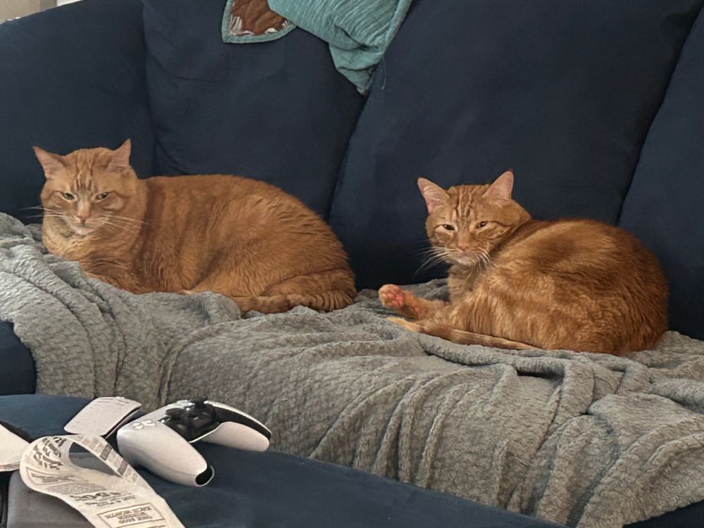 Large orange cat (left) and smaller orange cat (right) lying next to each other on a blue couch about 6” apart. They’re both looking judgmentally at the camera.