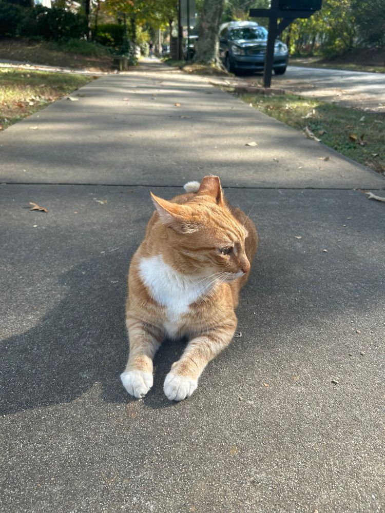 Orange and white cat with a notched ear sitting on the sidewalk looking to the side 