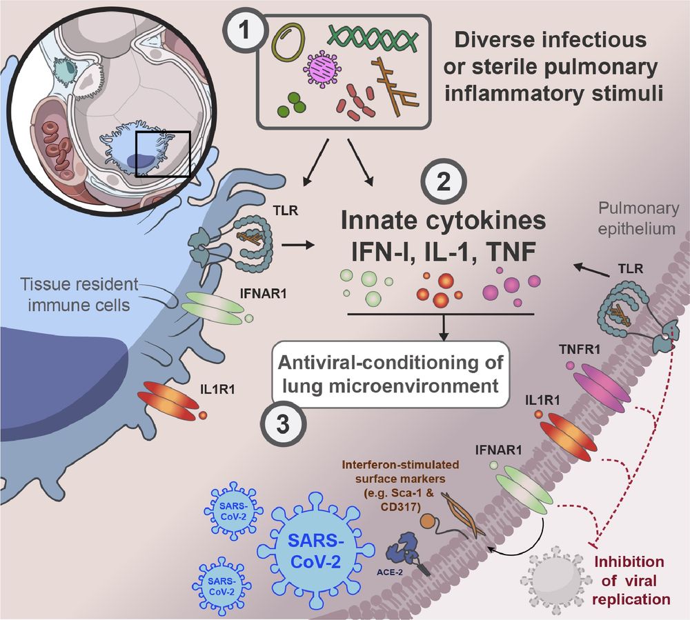 Graphical summary of our paper.  In mice, prior lower airway exposure to diverse inflammatory stimuli, including chronic bacterial infections such as M. tuberculosis, acute bacterial infections such as pulmonary S. aureus, viral infections such as Influenza A, type-II allergic responses such as the OVA-Alum model, activation of pulmonary TLR9 by CpG or pulmonary TLR1/2 by Pam3CSK4
 leads to reduced viral burden upon subsequent infection with SARS-CoV-2 (SCV2). (2) This SCV2 restriction occurs prior to induction of SCV2-specific adaptive immune responses 
and is mediated through innate immune responses, including the induction of IFN-I, TNFα and IL-1 and sustained changes to the TRM (Tissue resident macrophage) cellular 
compartment and the pulmonary epithelium. (3) Innate cytokine and TLR signaling to both recruited immune cells and the pulmonary epithelium creates a microenvironment in the 
lung that limits early replication of SCV2. IFN-I signaling to pulmonary ECs (epithelial cells) increases expression of interferon-stimulated genes, that likely cell-intrinsically limit viral
 replication. TNF- or IL-1 suppress SCV2 independently of IFN-I signaling. TNF acts exclusively through radio-resistant cell types such as the lung epithelium, whereas IL-1 affords 
control both direct and indirectly, through either stromal and hematopoietic cell types, to restrict overall early SCV2 burden.
