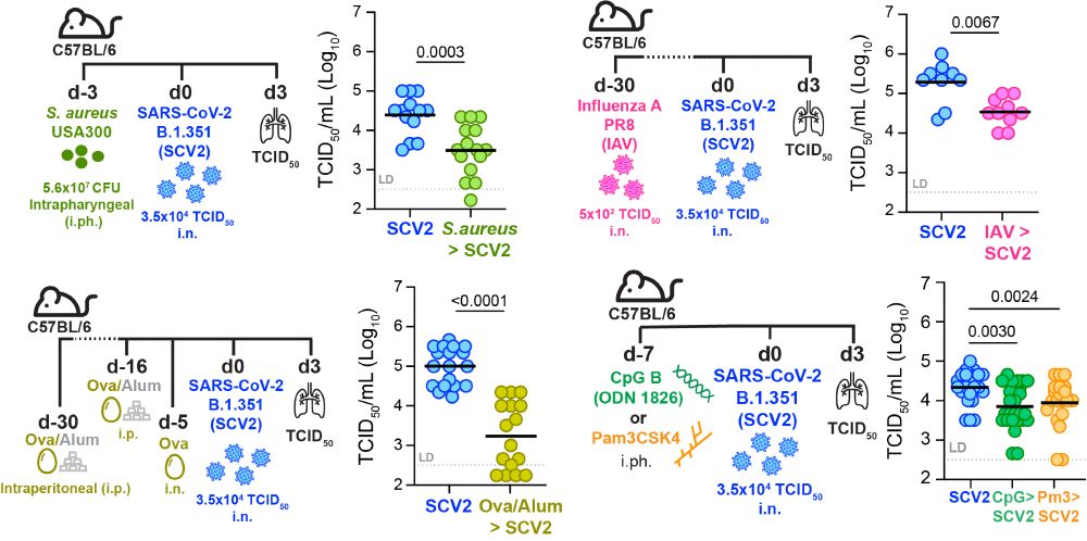 Viral titers are all reduced when WT mice were previously infected with either Staph aureus, Influenza, had allergic asthma and even TLR ligands alone administered to the lungs one week prior to SARS-CoV-2 infection all led to 1-2 log reduction in TCID 50 three days after infection with the beta variant.