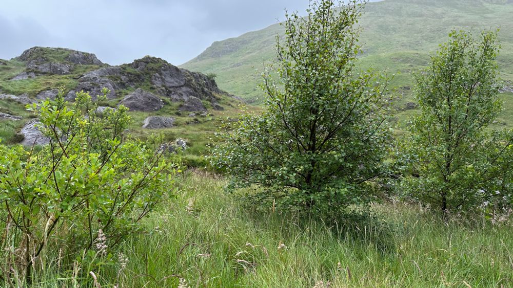 Birch and alder, likely planted, busy with warblers 