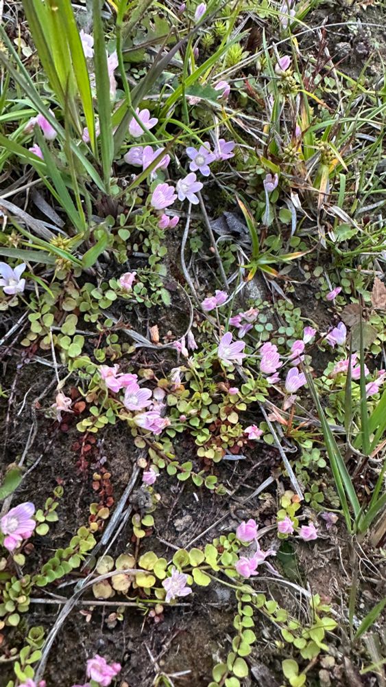 A close up of bog pimpernel, with delicate pink wildflowers and small round leaves growing low and spreading on damp, peaty soil