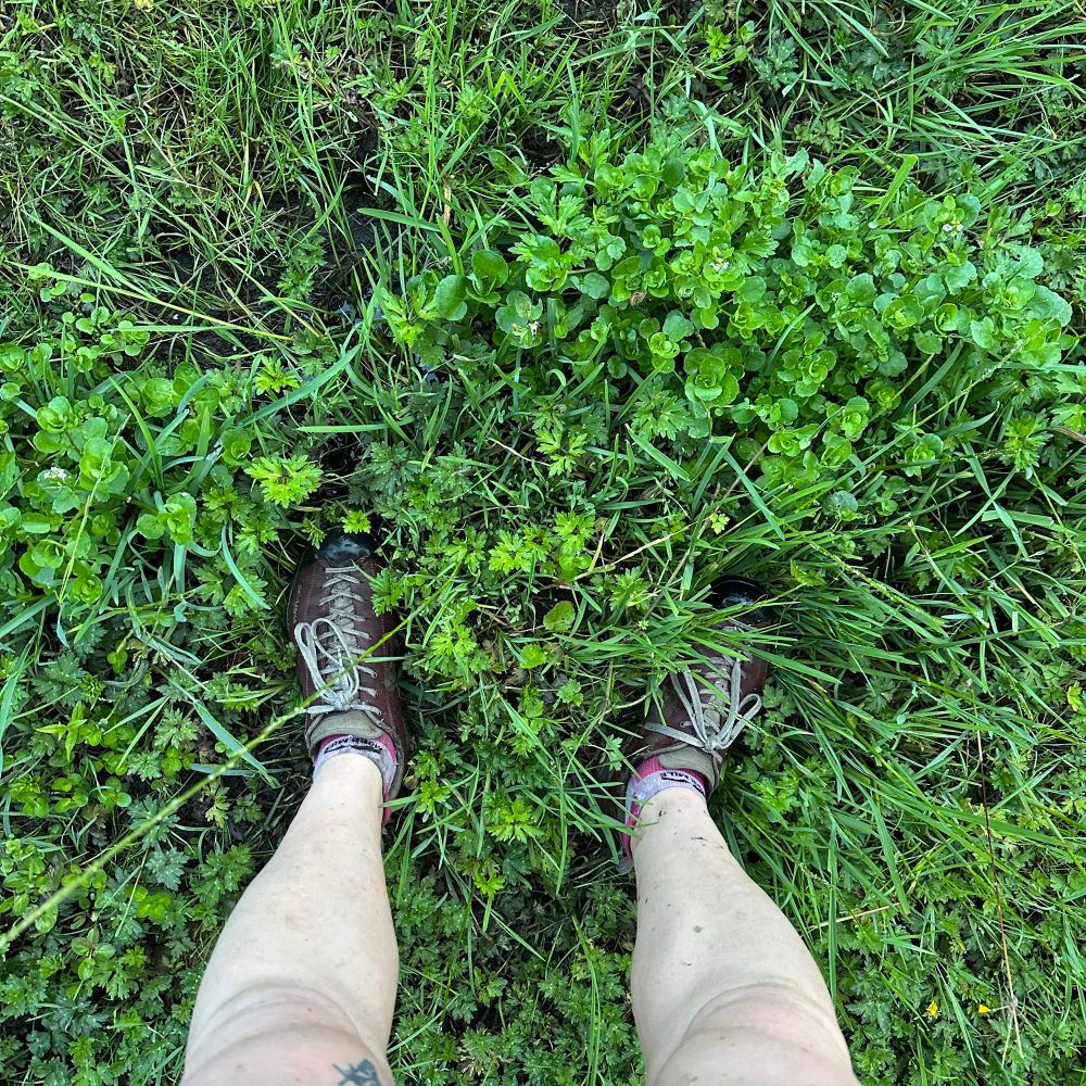 Bare legs and sodden shoes, ankle deep in buttercup and watercress (don’t eat it, there might be liver fluke)