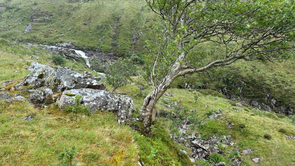 One of the old rowans growing in a protected spot among the rocks, a persistent source of food and seed