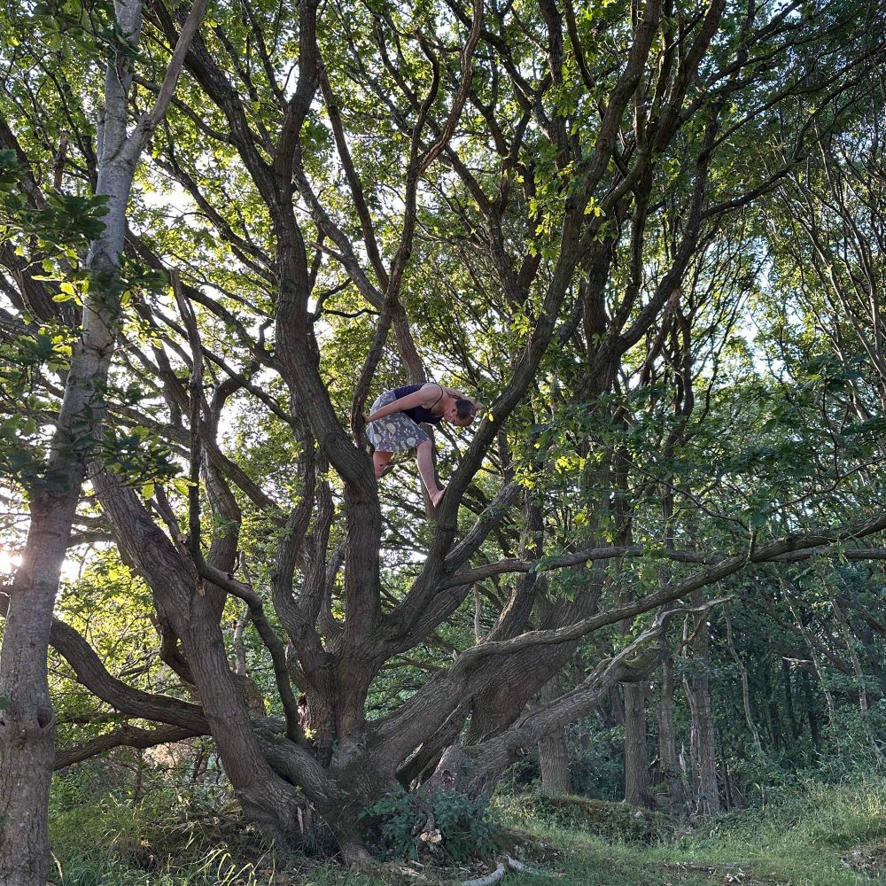 Sage improvising movement in a spreading oak
