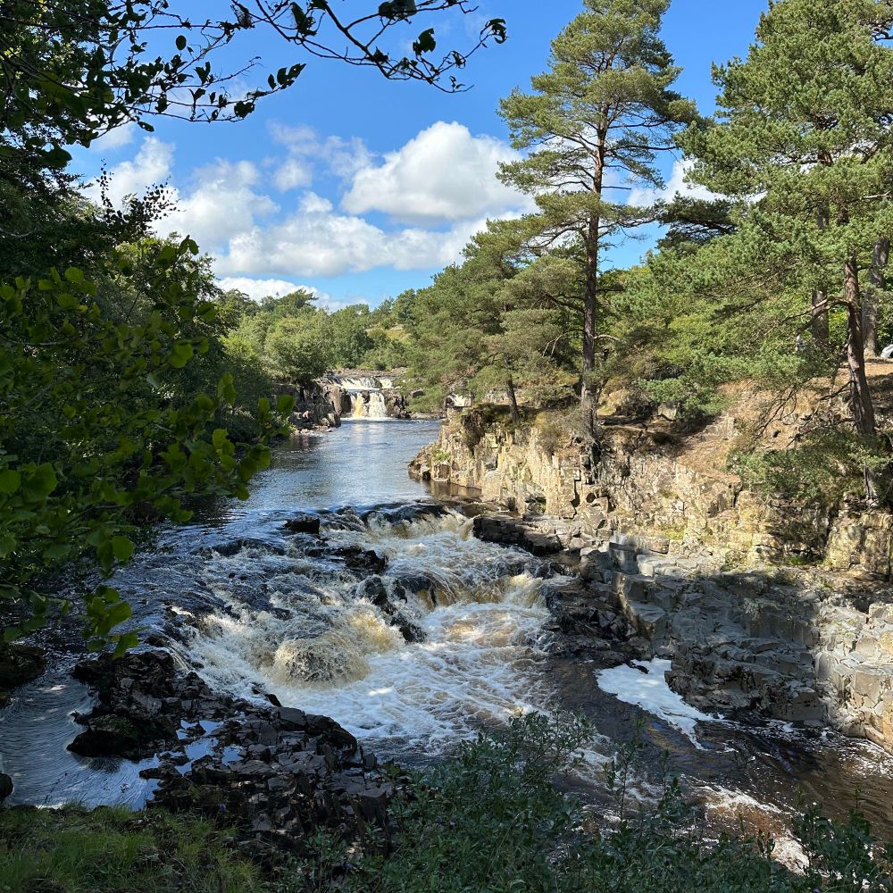 Waterfalls on the river Tees, pines glowing in the sun and clouds bright white against deep blue sky