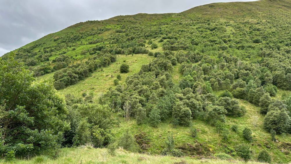 The flanks of the hills beginning to be cloaked in trees