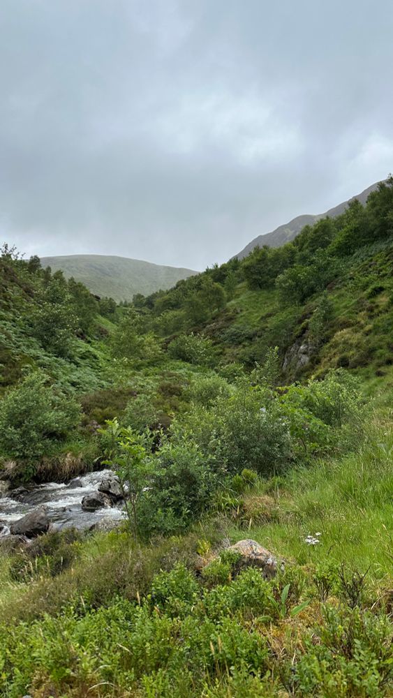 Where the paths peters out among the young trees at the head of the valley