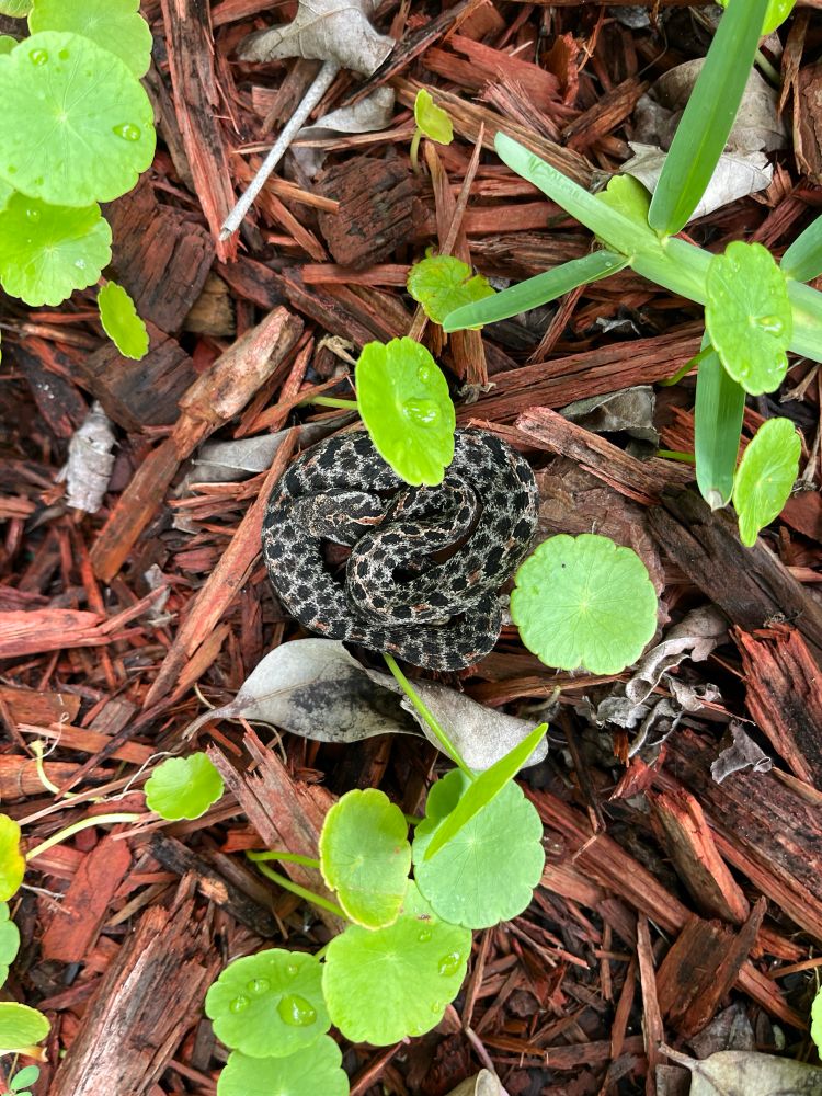 Small black and gray patterned rattlesnake on red wood chips with green dollar weed leaves.