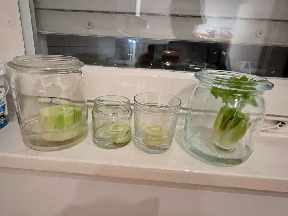 באק צ׳וי וסלרי בכלי זכוכית עם מים לטובת גידול שורשים