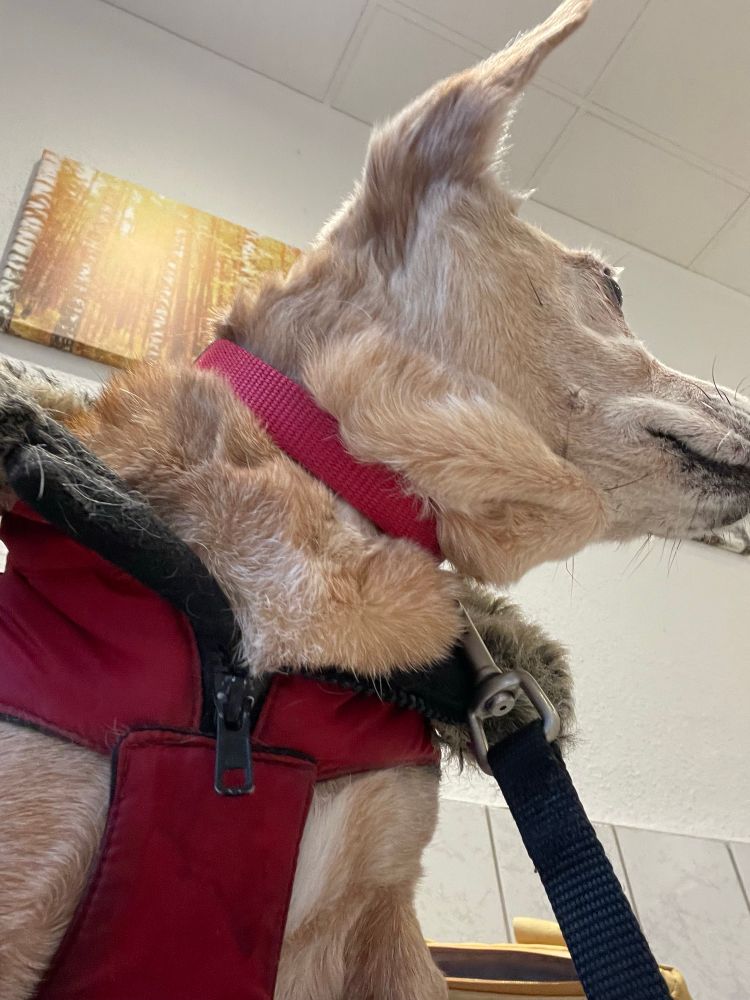 כלב חום בהיר עם מעיל אדום