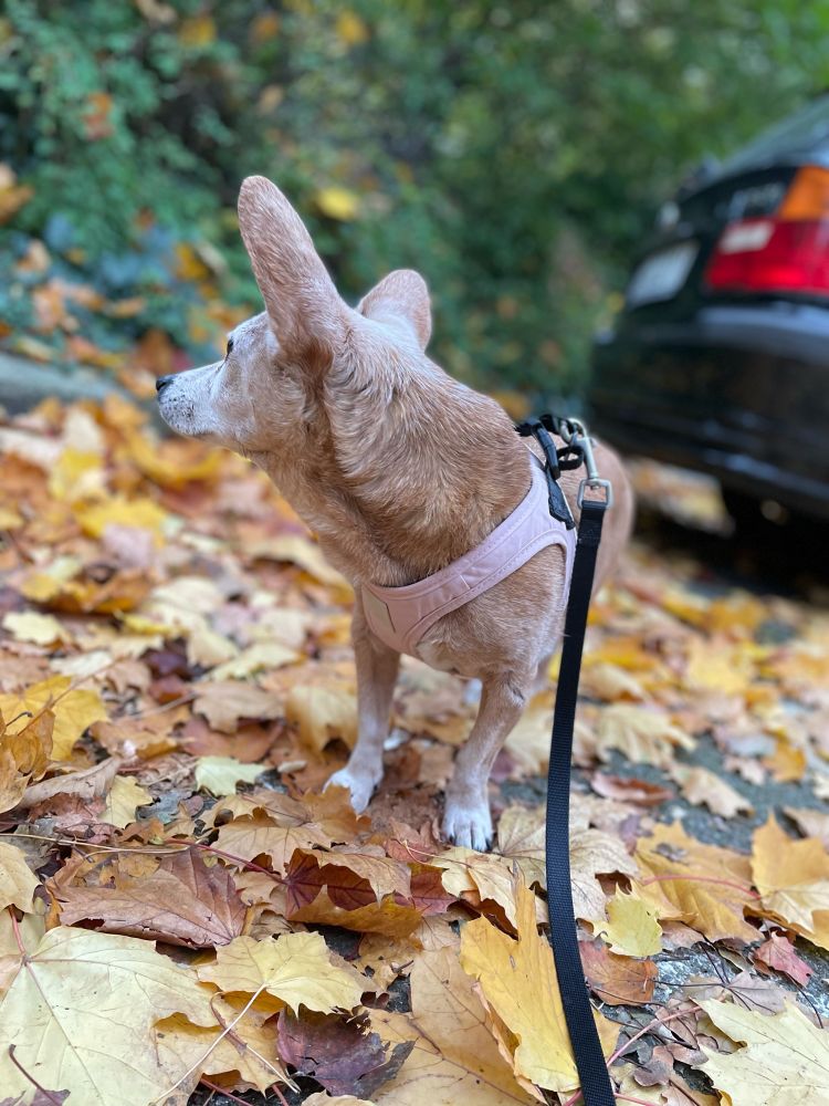 כלב חום בהיר בשלכת