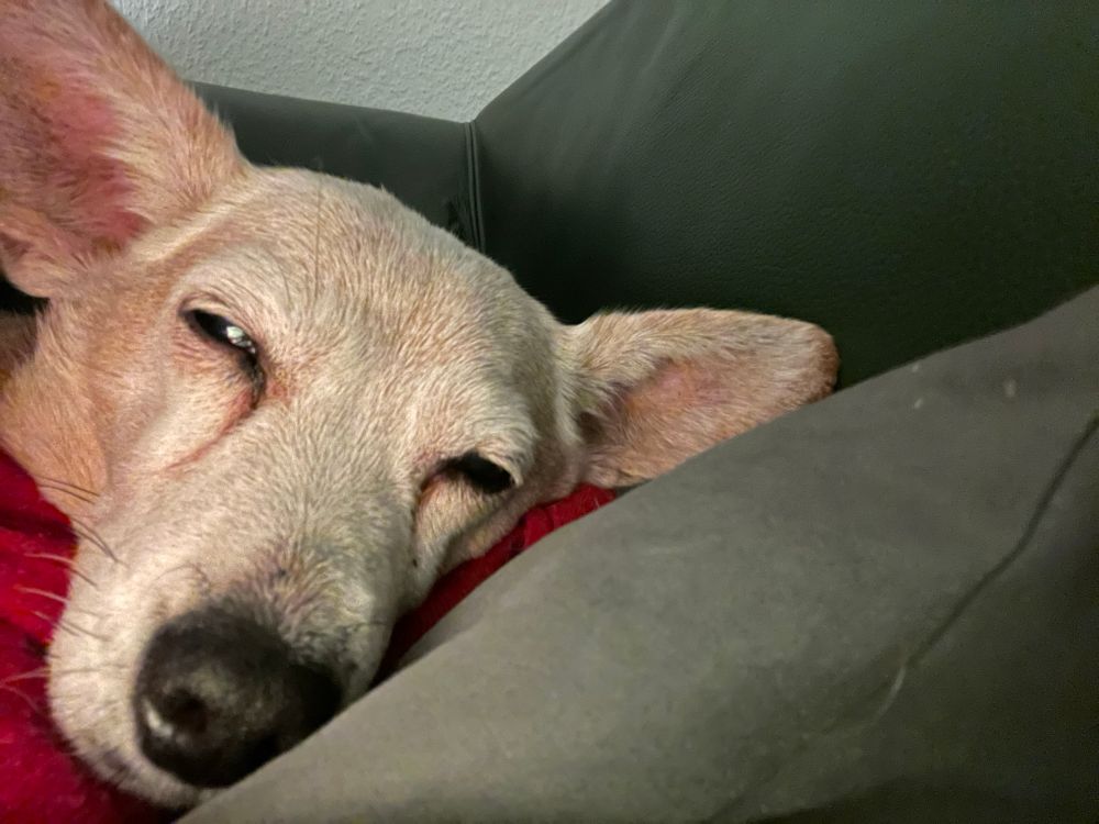 כלב חום בהיר ישן